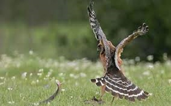 Trong một chuyến đi săn, đại bàng đã phát hiện một chú rắn đang ẩn mình ngoài đồng cỏ. Con chim liền lao xuống tấn công.